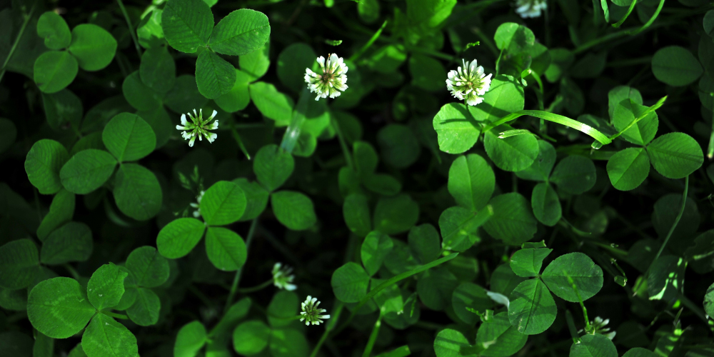 Green Color